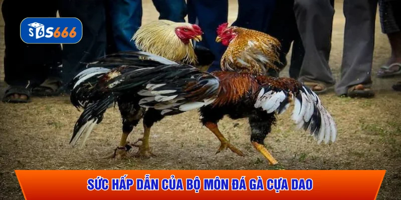 Sức hấp dẫn của bộ môn đá gà cựa dao