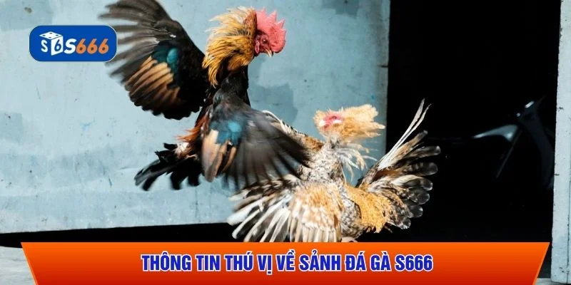 Thông tin thú vị về sảnh đá gà S666