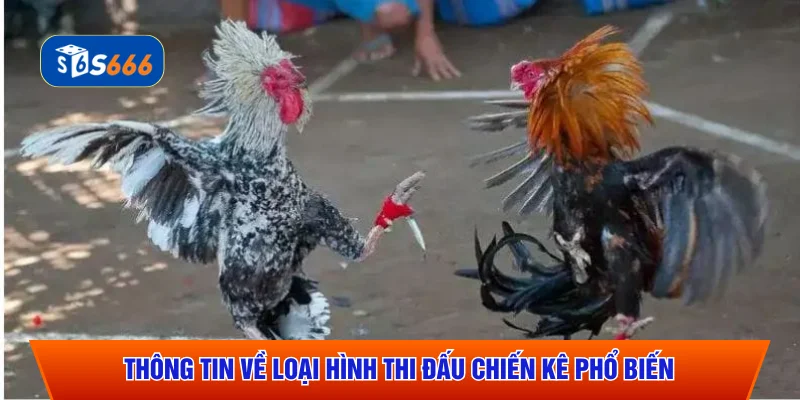 Thông tin về loại hình thi đấu chiến kê phổ biến